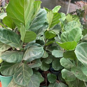 Fiddle fig tree