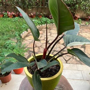 Philidendron