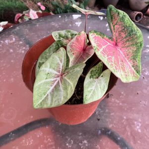 Caladium