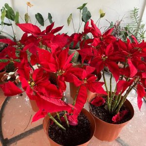 Christmas flowers plants